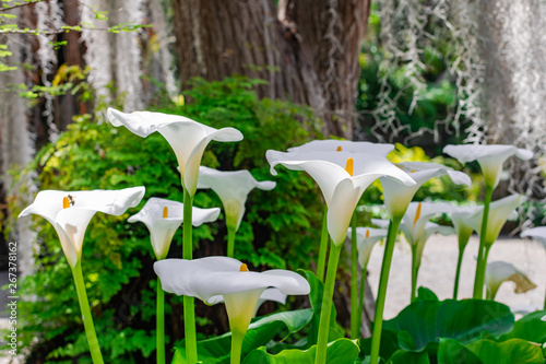 White calla lily (Zantedeschia aethiopica), group blooming with vegetation background photo