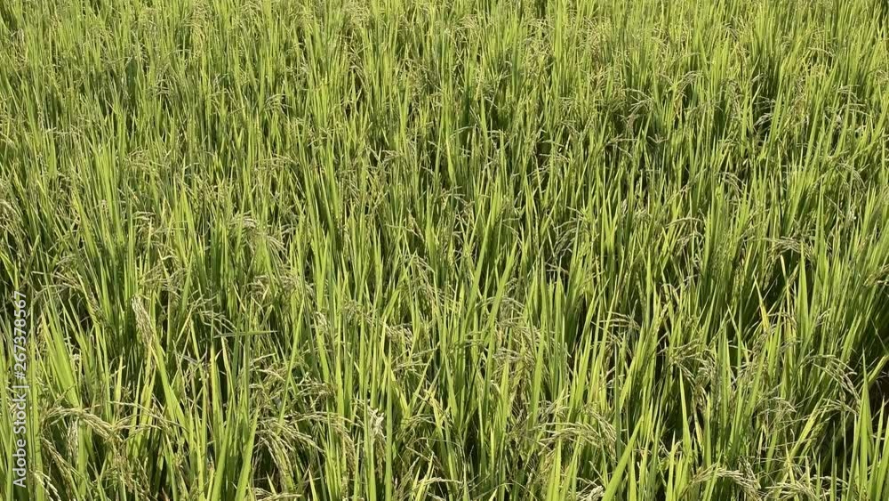 farmer hand with rice field. soft focus farmer hand with rice field. soft focus