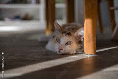 Fotografie A white LaPerm cat lies under the table and looks into the camera
