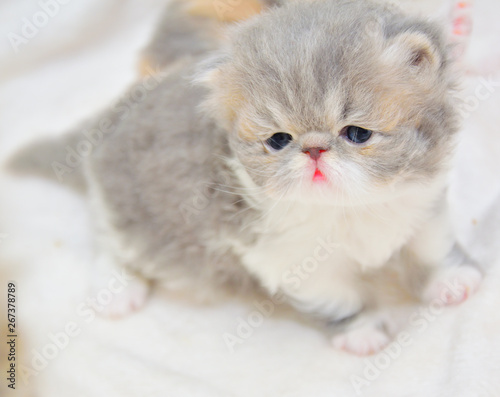 cute persian cat baby kitten