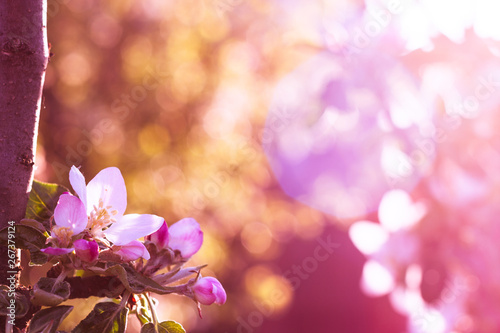 Apple tree blossom. Pink and white flower on purple sun background photo