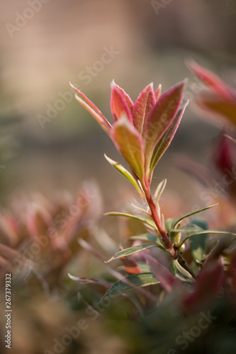 flower in garden