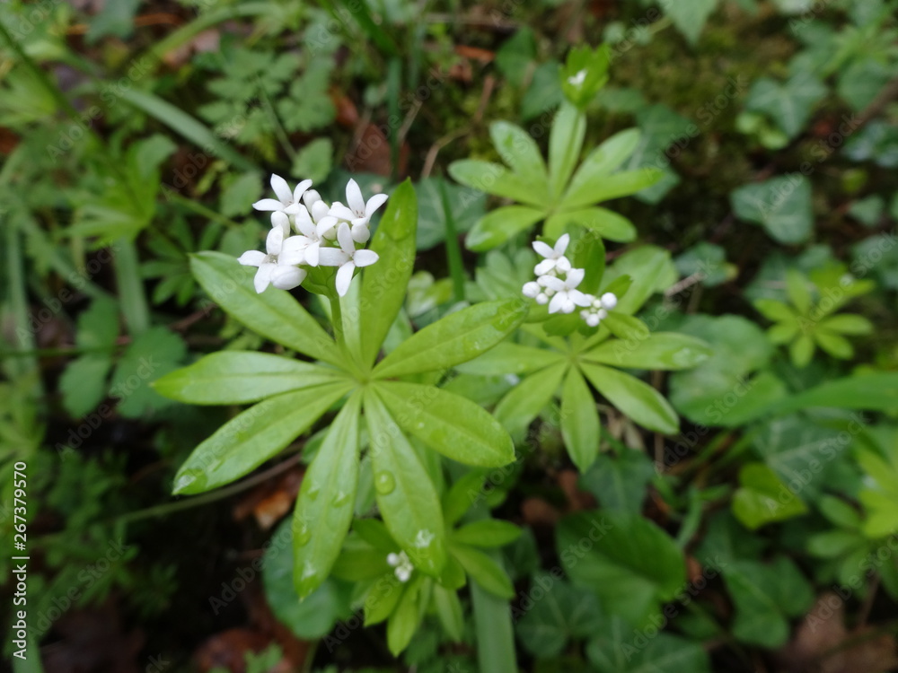 Waldmeister Galium odoratum Blätter Blüte weiß Waldmeister Galium odoratum Blätter Blüte weiß