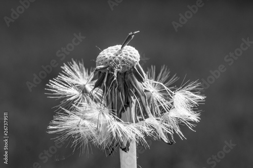 dandelion on black background