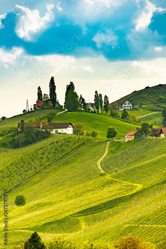 South styria vineyards landscape  near Gamlitz  Austria  Eckberg  Europe. Grape hills view from wine road in spring. Tourist destination  travel spot.