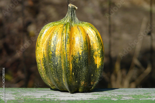 yellow-green pumpkin close-up on a blurred brown background