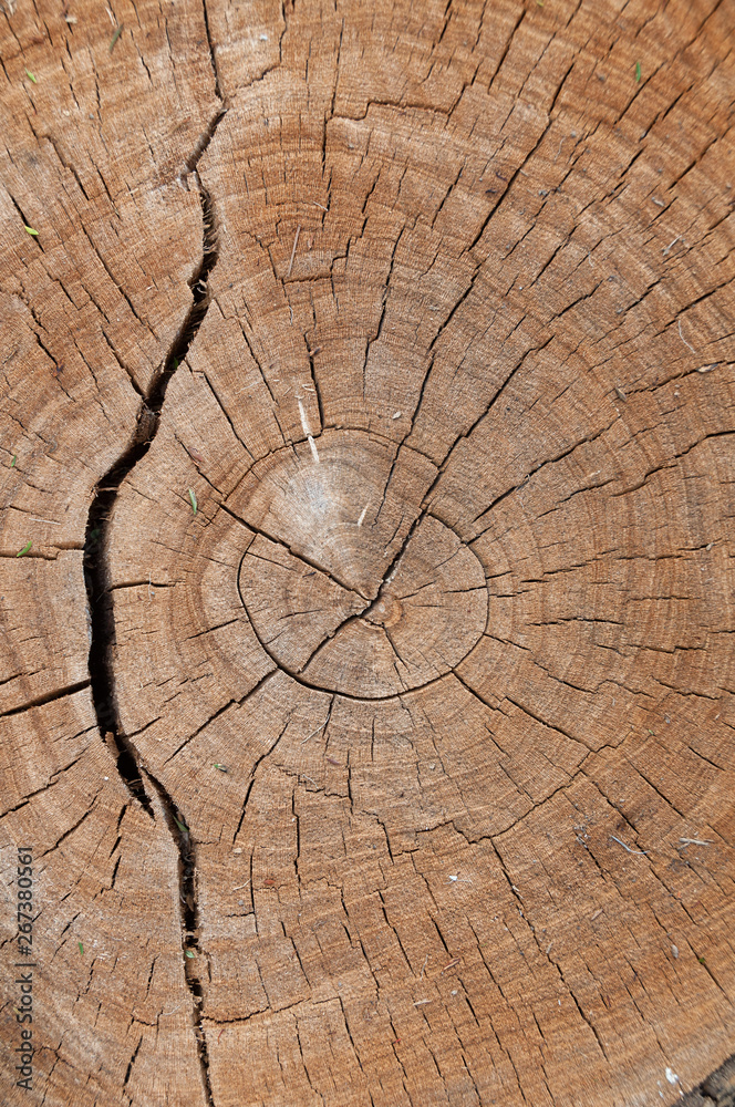 Fototapeta premium Close up of saw cut of tree trunk, stump