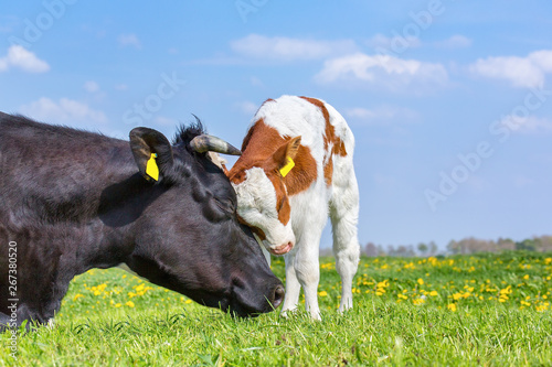Leinwand Poster Cow and newborn calf hug each other in meadow