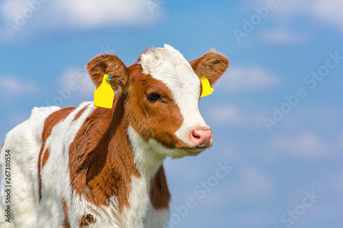 Portrait of newborn calf with blue sky photo