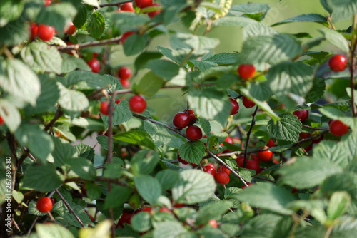 berries and leaves of garden cherry