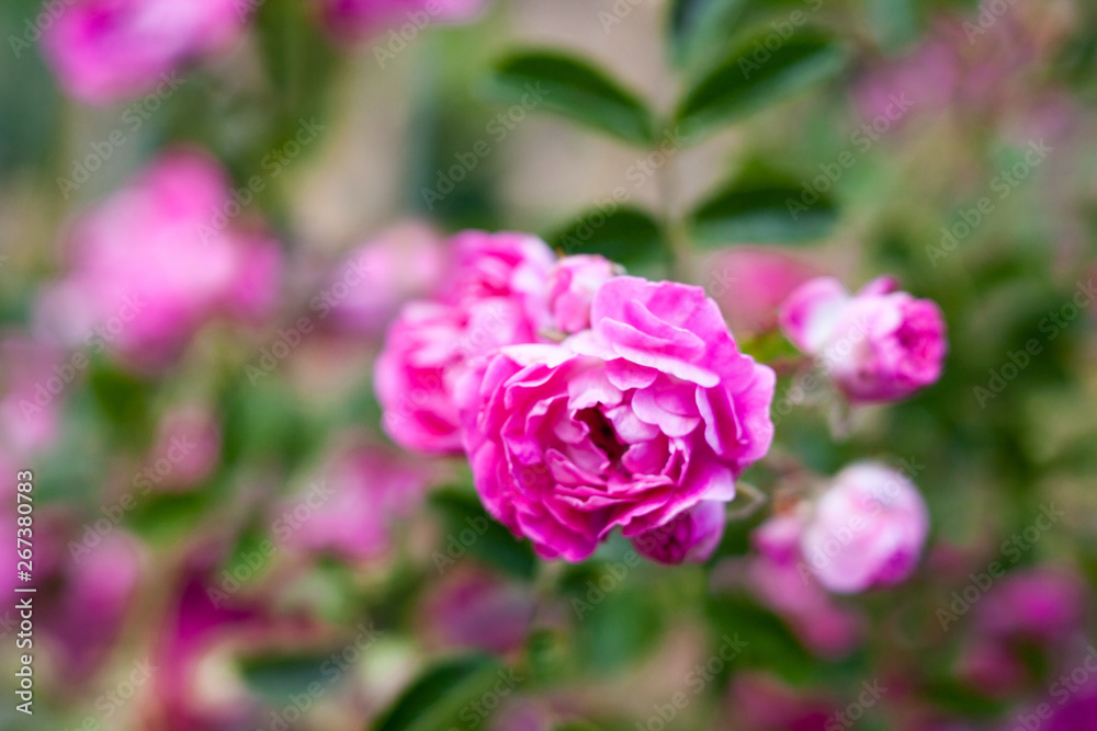 Pink rose flowers