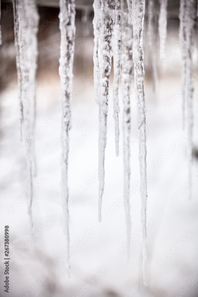 Fototapeta premium Long thin icicles. Close-up