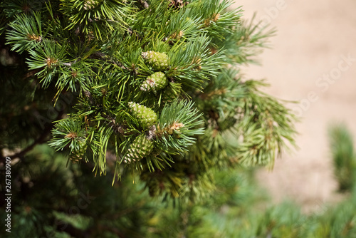 green pine branches with cones on a brown background