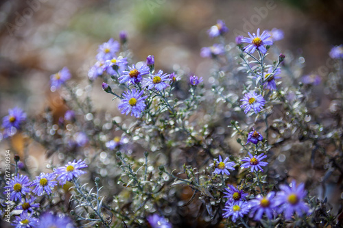 Blue aster flowers.