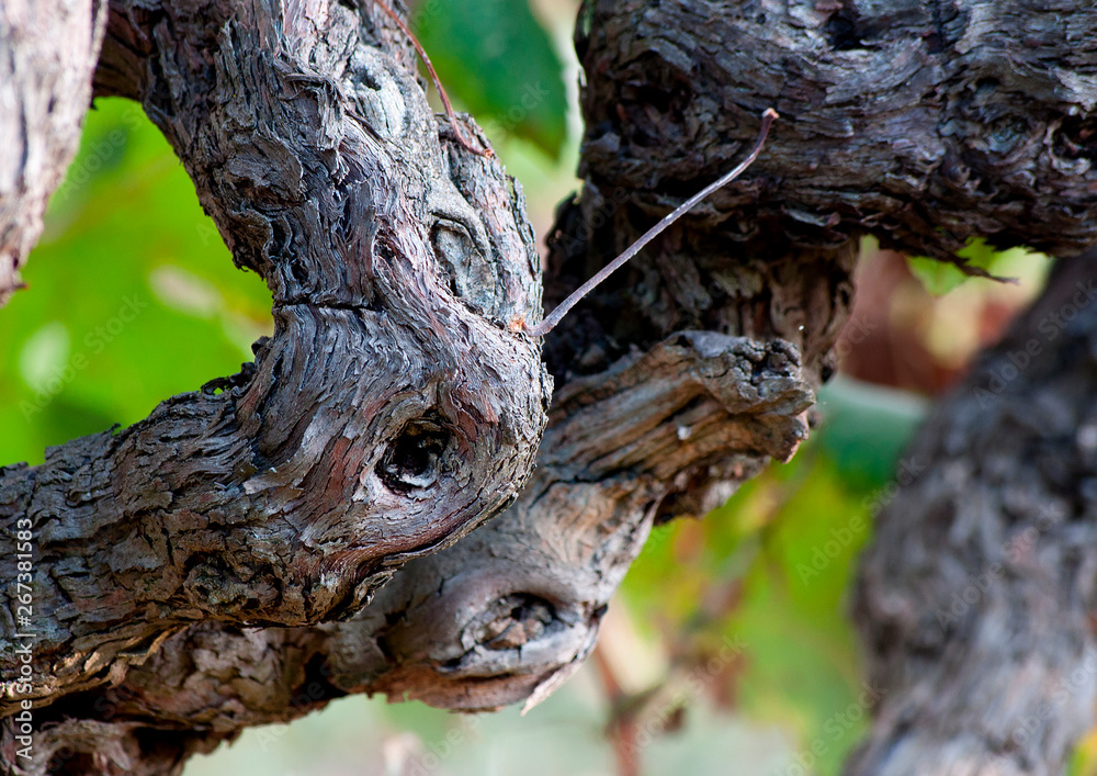 Obraz premium Close-up of vine trunk. Strain of old vineyard.