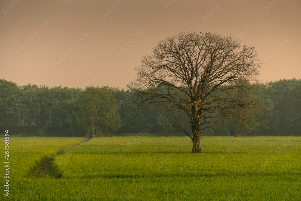  Single tree in the field