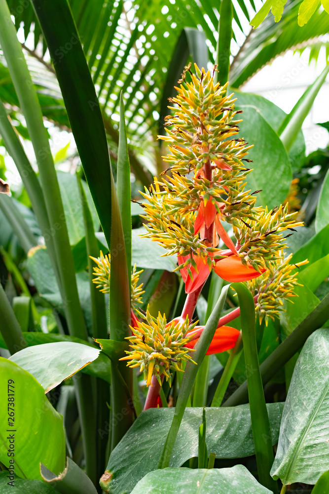 Obraz premium Novy Dvur, Oprava, Czech Republic, 26 April 2019 - Greenhouse at Arboretum of Novy Dvur Botanical Garden with tropical plants