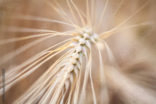 Ripe wheat ear in the wheat field.