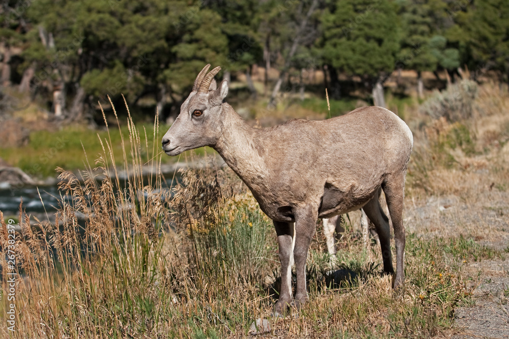 Fototapeta premium bighorn sheep, ovis canadensis, Yellowstone national park