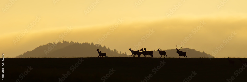 Panoramic scenery of red deer herd, cervus elaphus, walking on a horizon at sunrise. Dark silhouettes of wild animals in nature with colorful landscape in the background with copy space. Panoramic scenery of red deer herd, cervus elaphus, walking on a horizon at sunrise. Dark silhouettes of wild animals in nature with colorful landscape in the background with copy space.