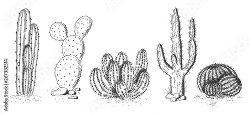 Desert cactuses and succulents set