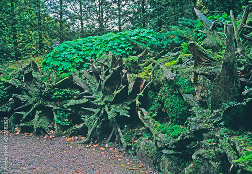 An old moss covered Stump Garden in a country house garden