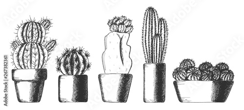 Set of cute cactus houseplants in pots