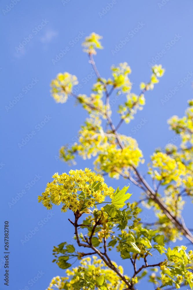 Blooming branches of the maple tree Blooming branches of the maple tree