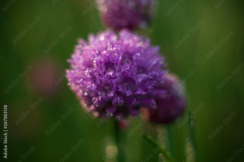 Obraz premium Watering green onion salad in garden dew droplets. Purple buds blooming onions. Natural lighting effects. Falling Water drops close up. Shallow depth of field. Selective focus, artistic image nature