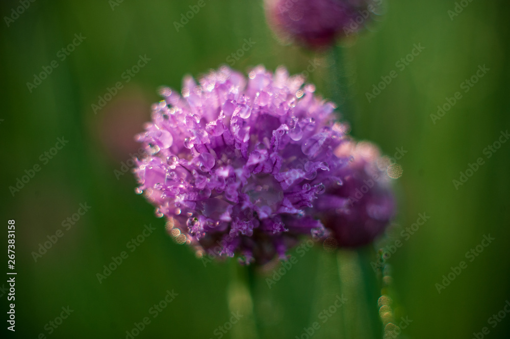Watering green onion salad in garden dew droplets. Purple buds blooming onions. Natural lighting effects. Falling Water drops close up. Shallow depth of field. Selective focus, artistic image nature Watering green onion salad in garden dew droplets. Purple buds blooming onions. Natural lighting effects. Falling Water drops close up. Shallow depth of field. Selective focus, artistic image nature