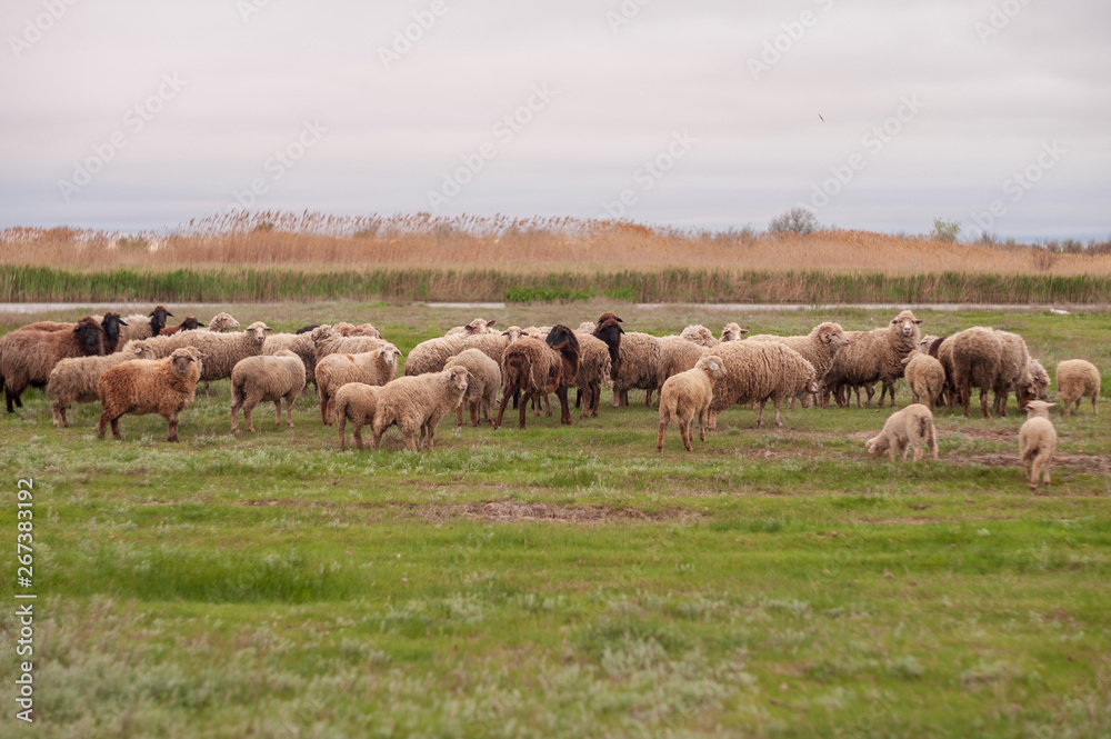 Flock of sheep, ram and goats graze in meadow, in forest by the river. Sheep with little lambs. South of Russia landscape with sheep and goat in spring time at farm , traditional farming Flock of sheep, ram and goats graze in meadow, in forest by the river. Sheep with little lambs. South of Russia landscape with sheep and goat in spring time at farm , traditional farming