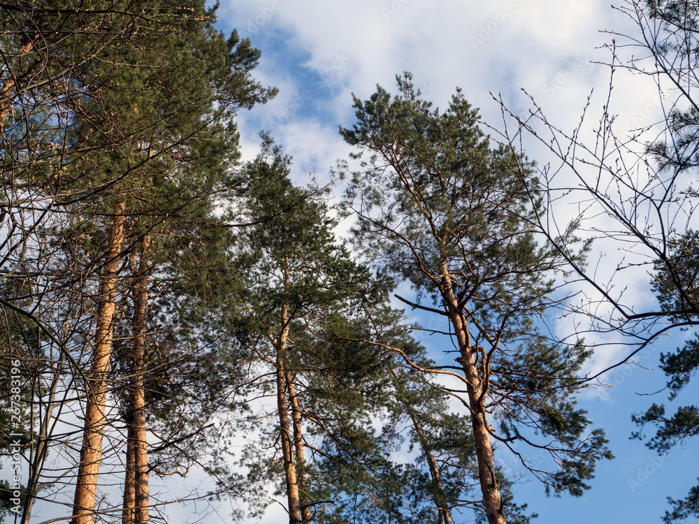 scots pine, pnus sylvestris, in a natural environment scots pine, pnus sylvestris, in a natural environment