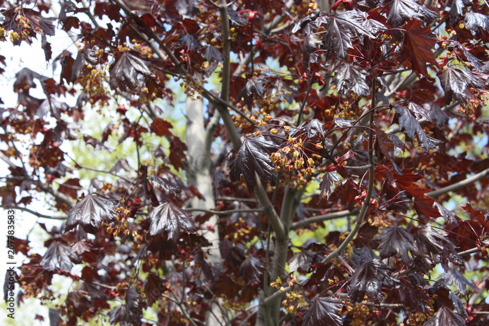 flowering tree branches in spring in the garden flowering tree branches in spring in the garden