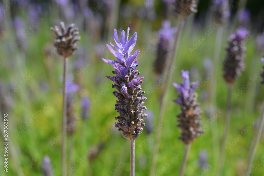 Obraz premium purple lavender flowers, selective focus