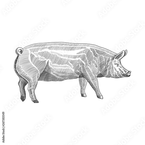 Vector illustration of pig in hand drawn graphic style, black and white engraving sketch drawing illustration.