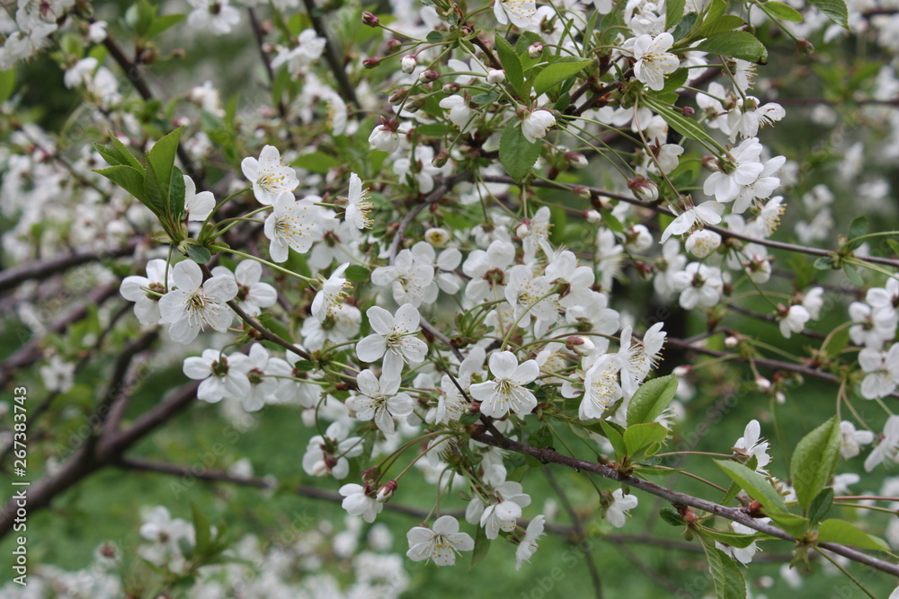 flowering tree branches in spring in the garden flowering tree branches in spring in the garden