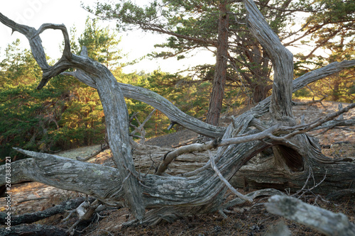 Fallen pine in sandy environment in a national park in sweden
