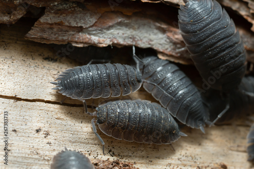 Obraz na płótnie Common rough woodlouses, Porcellio scaber on wood