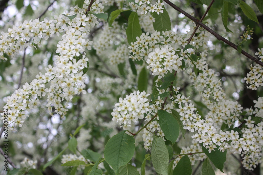 flowering tree branches in spring in the garden flowering tree branches in spring in the garden