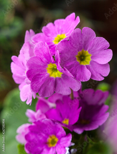 Pink verbena flowers