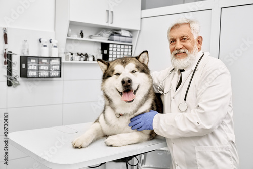 Elderly vet doctor posing with malamute in medical cabinet.