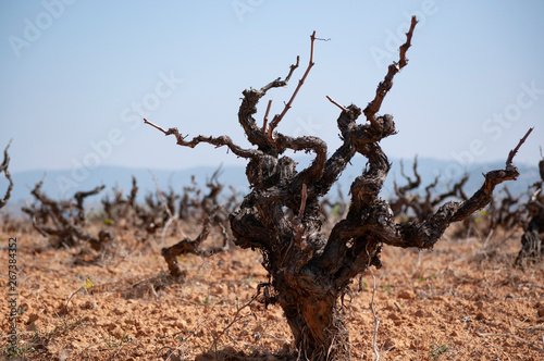 Old vineyard with the pruned vines. Winter vineyard. Strain in the foreground.