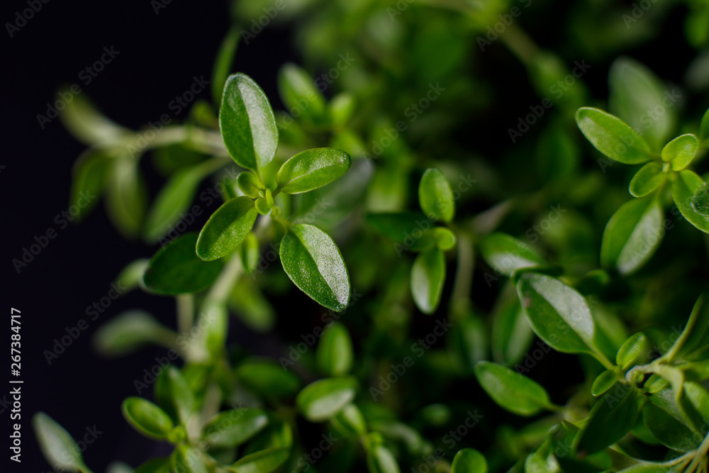 organic thyme growing in a pot on a dark background. selective focus, closeup organic thyme growing in a pot on a dark background. selective focus, closeup