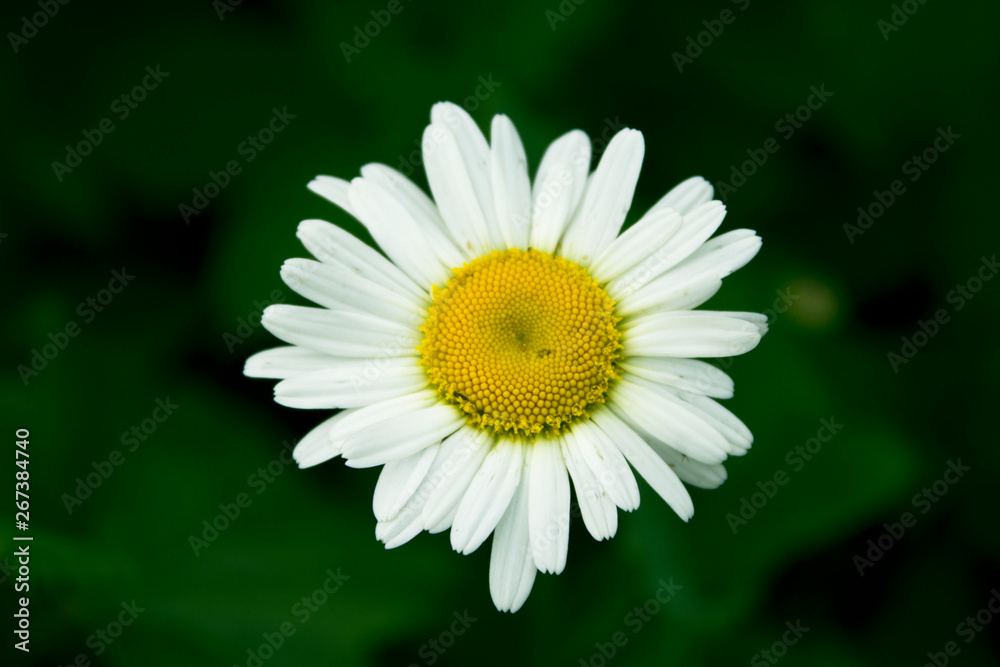 Chamomile with white petals and yellow middle on a green background. Close up. One beautiful Daisy Chamomile with white petals and yellow middle on a green background. Close up. One beautiful Daisy