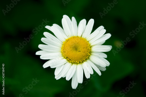 Chamomile with white petals and yellow middle on a green background. Close up. One beautiful Daisy