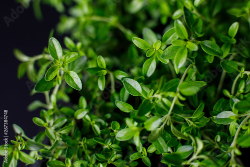 organic thyme growing in a pot on a dark background. selective focus, closeup