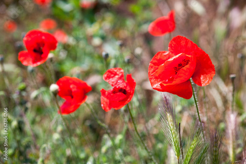 Red poppy flowers