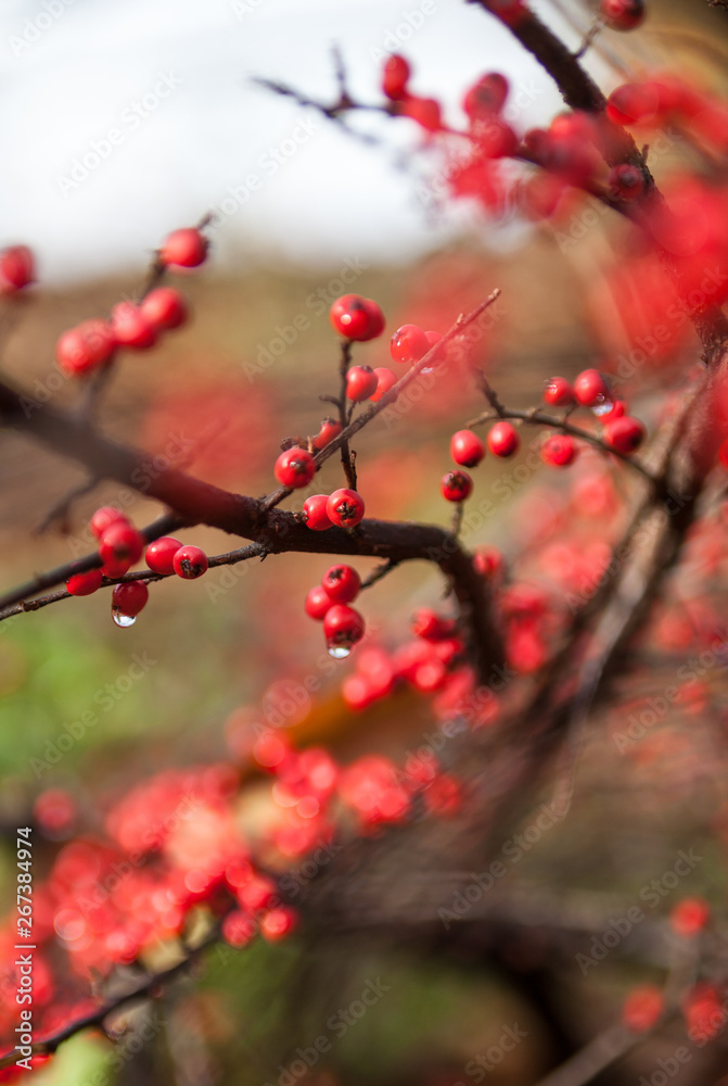 Red cotoneaster berries on the shrubs Red cotoneaster berries on the shrubs