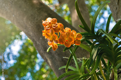 Orange vanda orchid on tree in the garden.