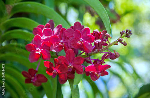 Red Vanda orchids are blooming beautifully on tree in the garden, on bright sunlight.